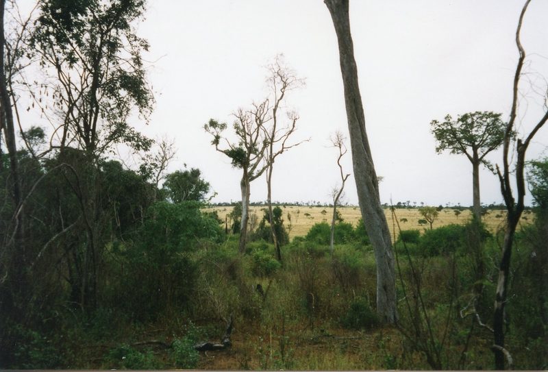 Grauköpfchen: Siegeszug durch Madagaskar