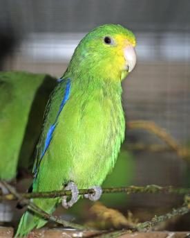 Blassgelber-Blaufluegel-Sperlingspapagei