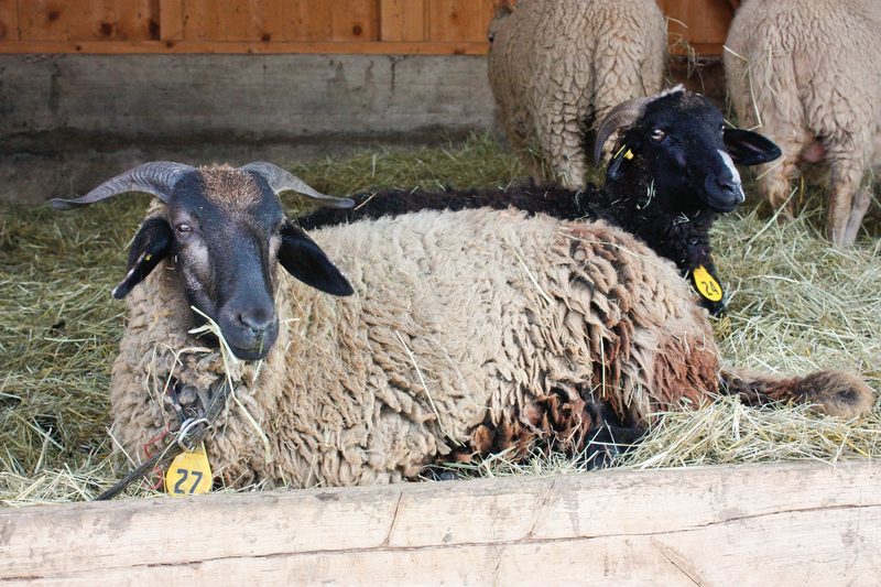 Das Bündner Oberländer Schaf und seine vielfältigen Ahnen