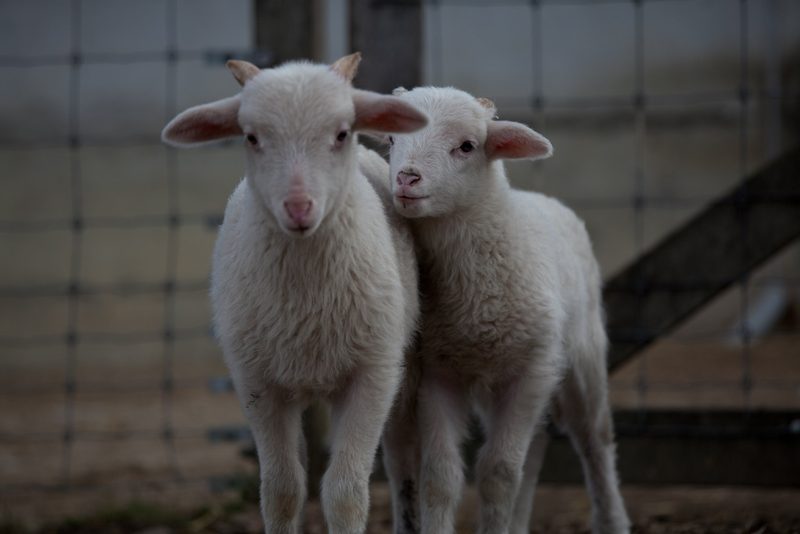 Das Bündner Oberländer Schaf und seine vielfältigen Ahnen