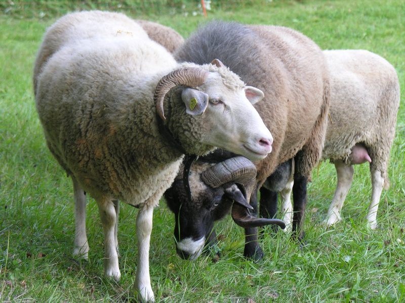 Das Bündner Oberländer Schaf und seine vielfältigen Ahnen