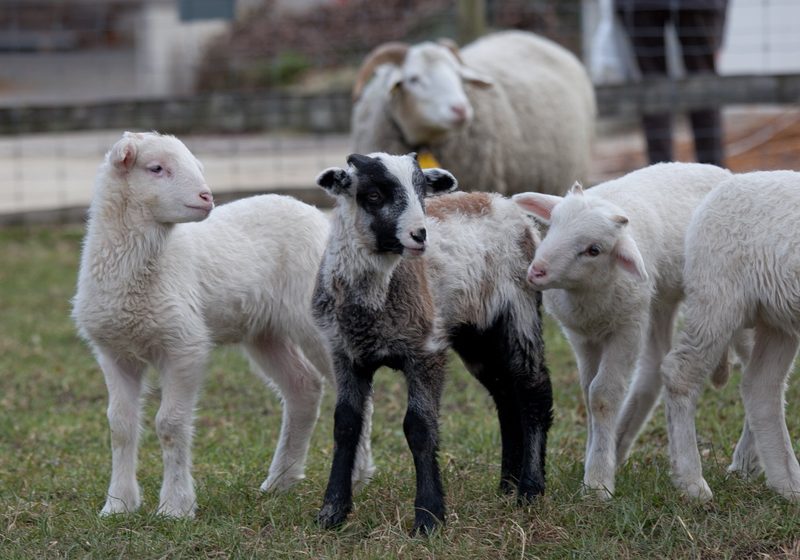 Das Bündner Oberländer Schaf und seine vielfältigen Ahnen