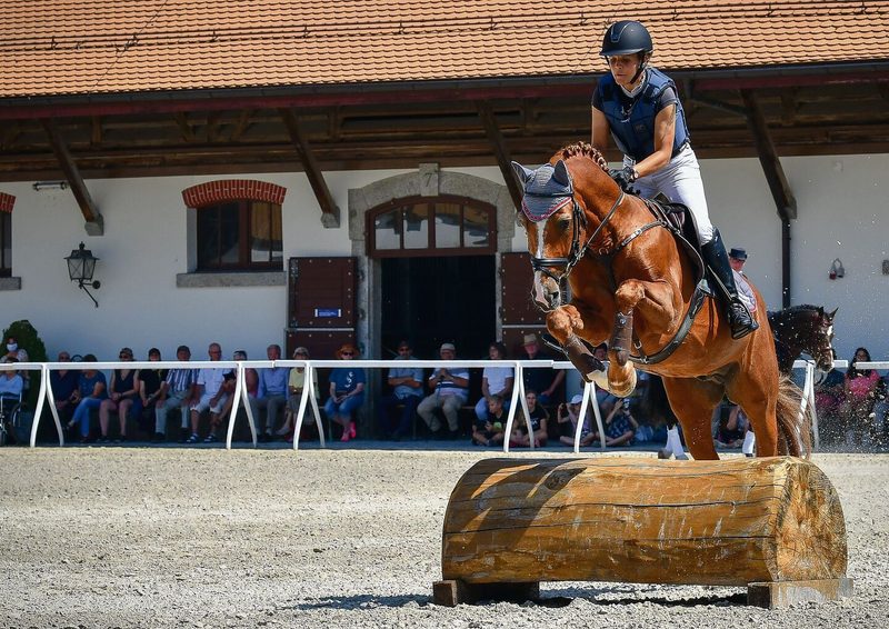 Heute ist das Pferd Begleiter im Sport und in der Freizeit, findet aber auch in der Landwirtschaft seinen Platz. Das schwere Wagenpferd ist zum agilen Sportpartner geworden, wie es am Freiberger gut ersichtlich ist.