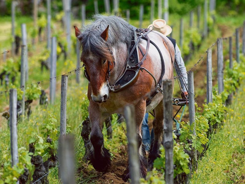 Pferde helfen im Weinbau