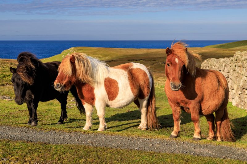 Shetlandpony: kleines Kraftpaket mit grossem Charakter