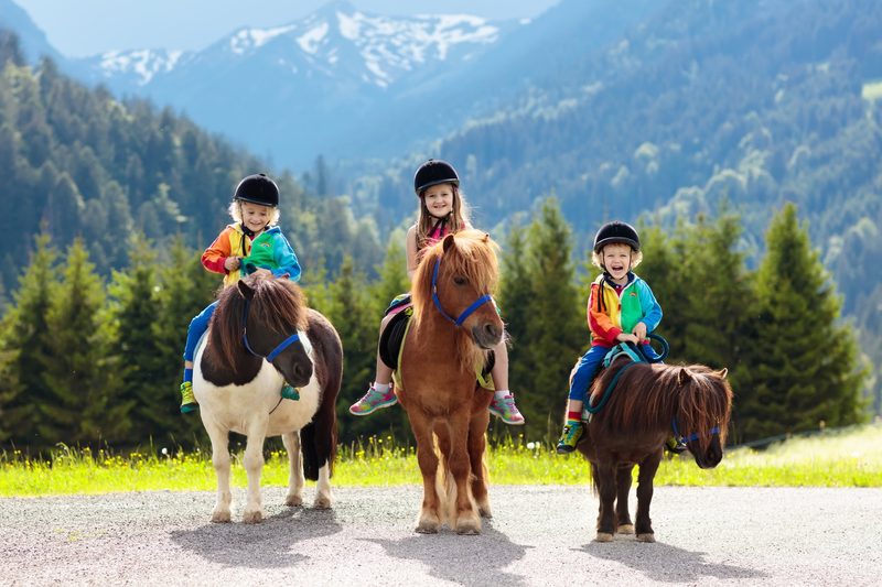 Shetlandpony: kleines Kraftpaket mit grossem Charakter
