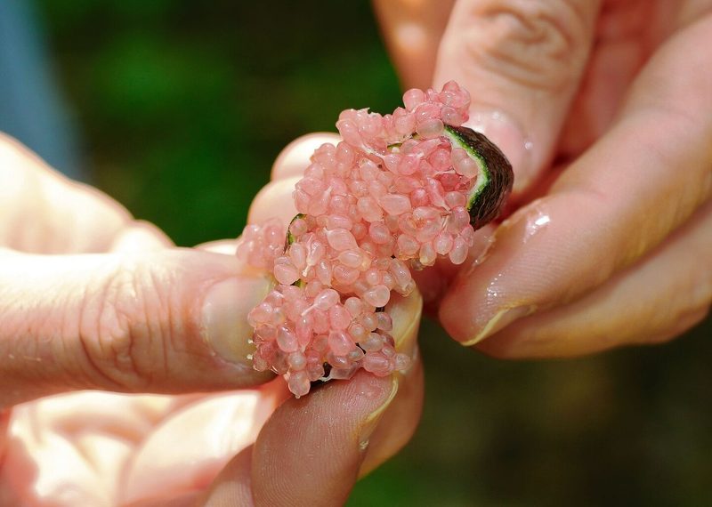 Yuzus (oben) sind aromatisch, kälteresistent und gedeihen sogar in Borex. Im August sind die Früchte grün und reifen im Herbst. Fingerlimetten sind Zitrusfrüchte mit einem Fruchtfleisch wie Kaviar (unten).