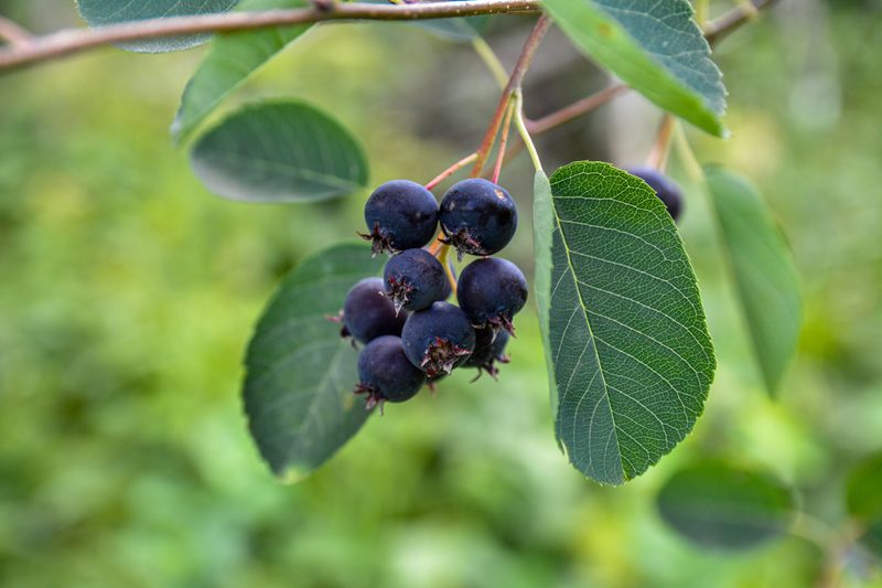 Was ist Wildobst und warum gilt es als Superfood?