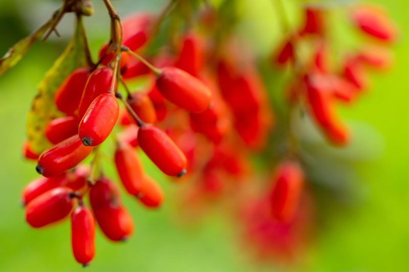 Was ist Wildobst und warum gilt es als Superfood?