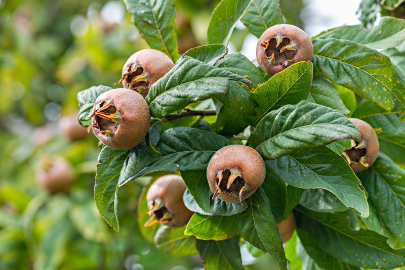 Was ist Wildobst und warum gilt es als Superfood?
