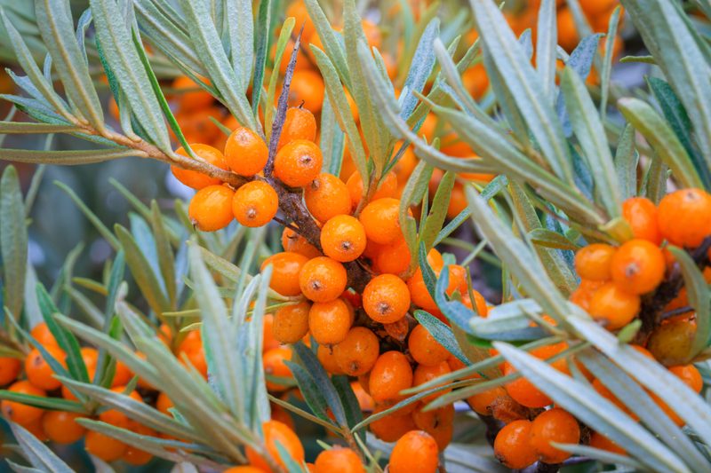 Was ist Wildobst und warum gilt es als Superfood?