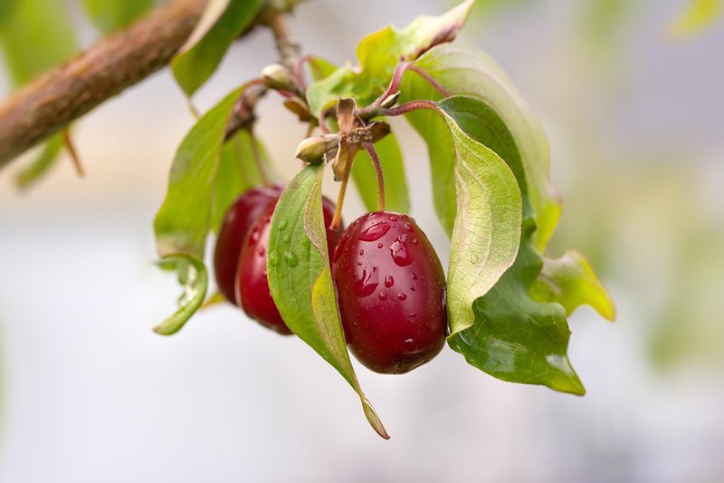 Was ist Wildobst und warum gilt es als Superfood?