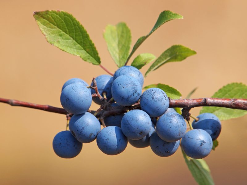 Was ist Wildobst und warum gilt es als Superfood?