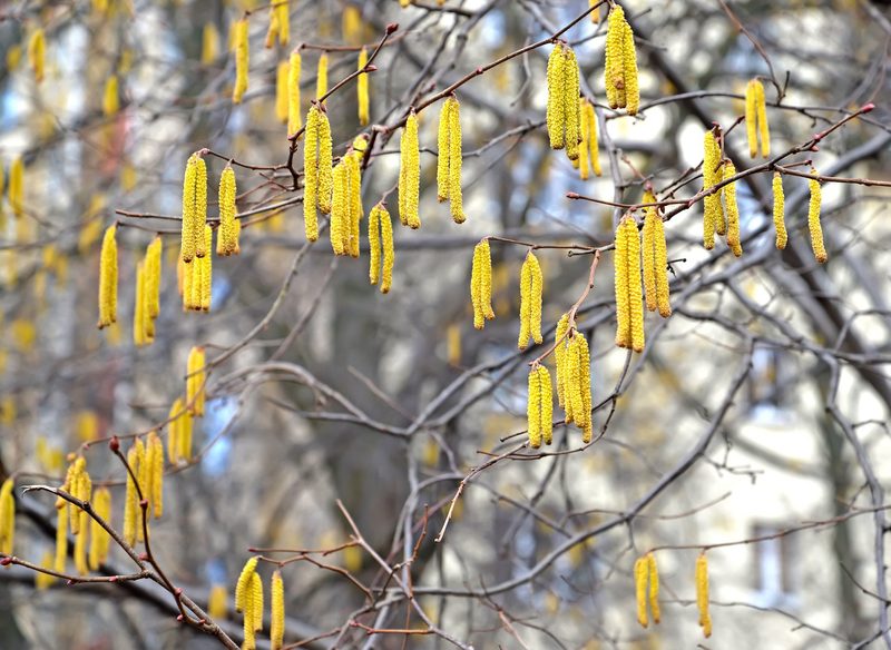Pollen schon im Januar unterwegs