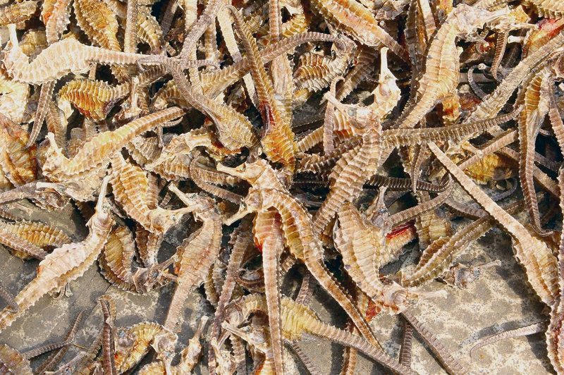 Der Import oder Export folgender Souvenirs ist entweder gänzlich verboten oder bewilligungspflichtig: zoologische Präparate von Schmetterlingen, Schlangen, Seepferdchen und Krokodilen bei geschützten Arten.