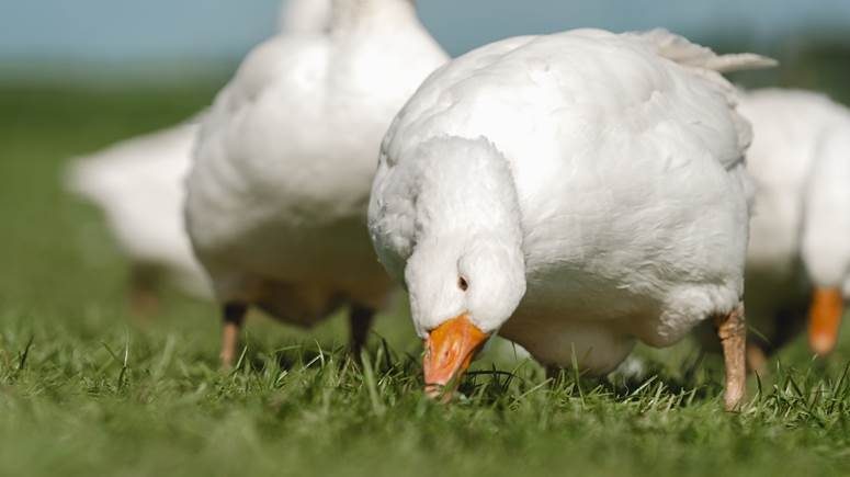 38 Fragen rund um Gänse