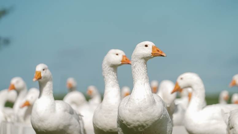 38 Fragen rund um Gänse