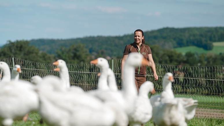 38 Fragen rund um Gänse