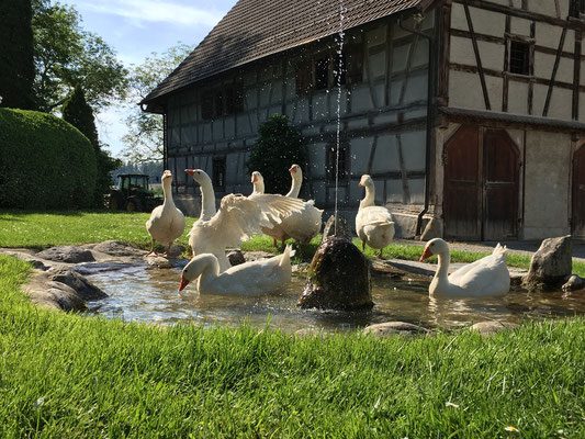 38 Fragen rund um Gänse