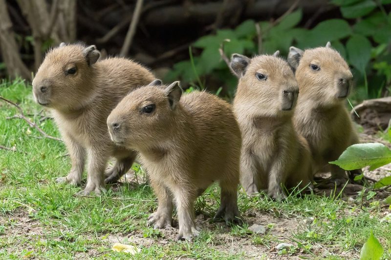 Capybara: Das freundlichste Tier der Welt