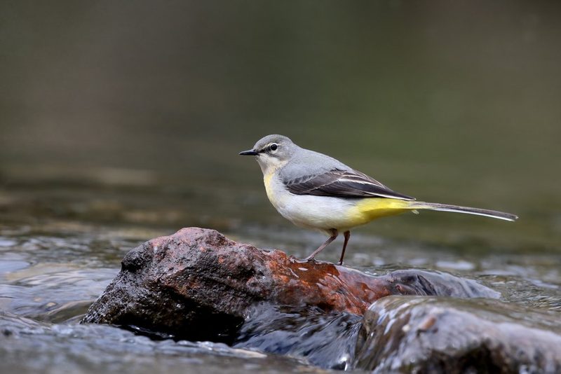Vögel am Bach