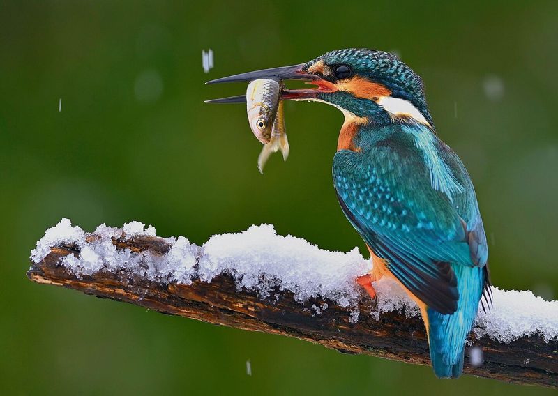 Vögel am Bach