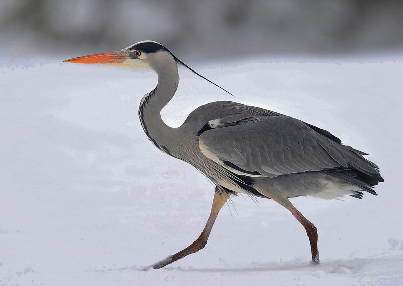 Vögel am Bach
