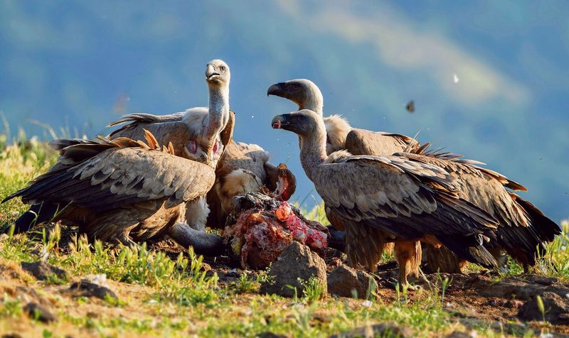 Gänsegeier leben in Kolonien und ernähren sich von Aas. Junge Gänsegeier fliegen im Sommer in die Schweiz ein.