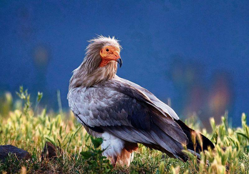 Schmutzgeier fliegen selten in die Schweiz.