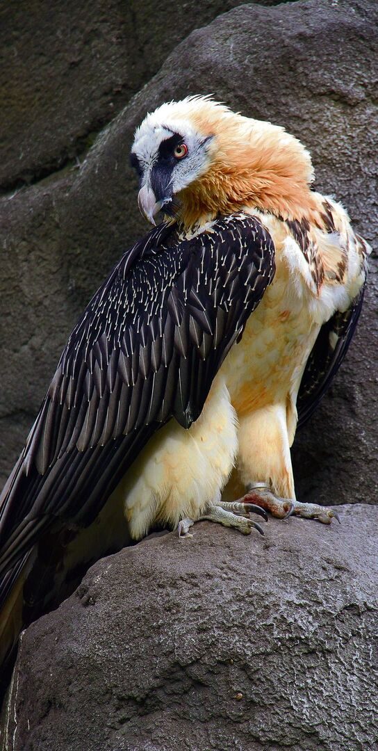Ein Bartgeier im Berliner Zoo mit weissem Brustgefieder. Er hat keine Gelegenheit, in eisenhaltigem Wasser zu baden.