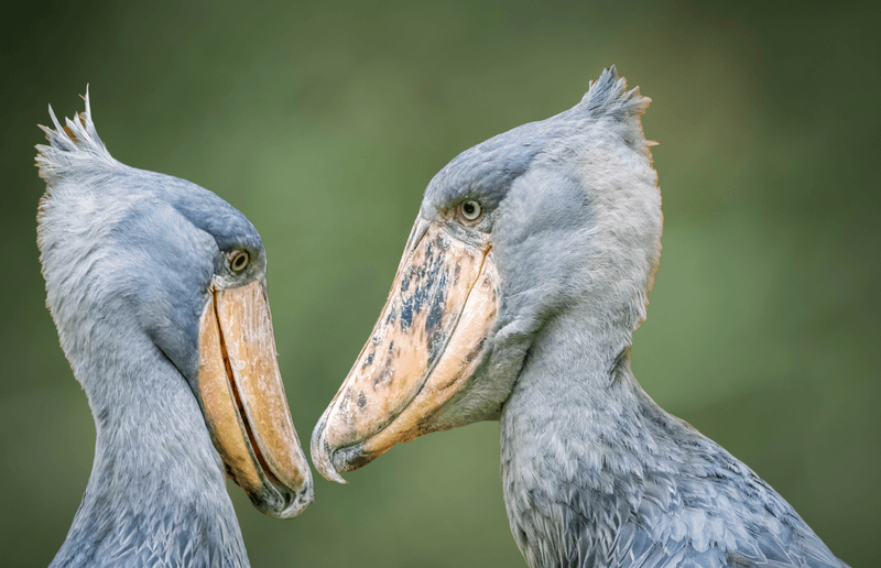 Der Schuhschnabel – bedrohter Vogel mit bösem Blick