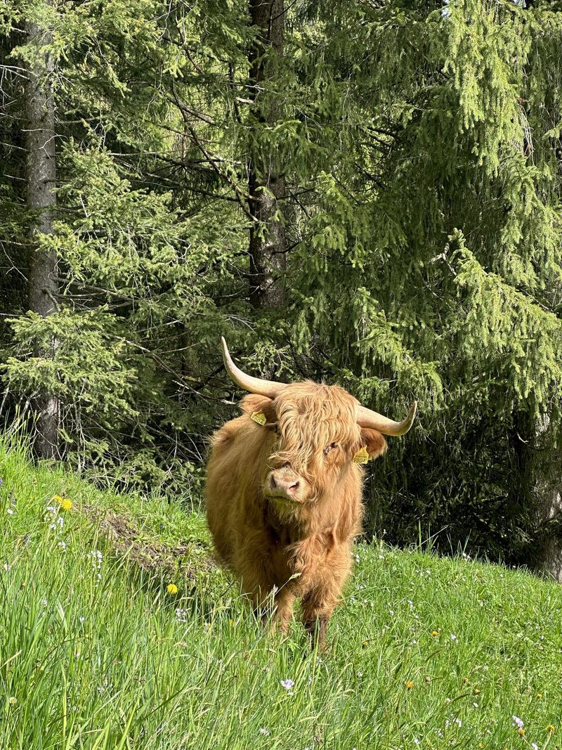 Miniature Cattle in der Schweiz