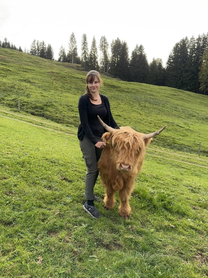 Miniature Cattle in der Schweiz