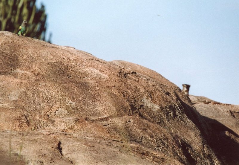 Meyerspapagei: unterwegs in der afrikanischen Savanne