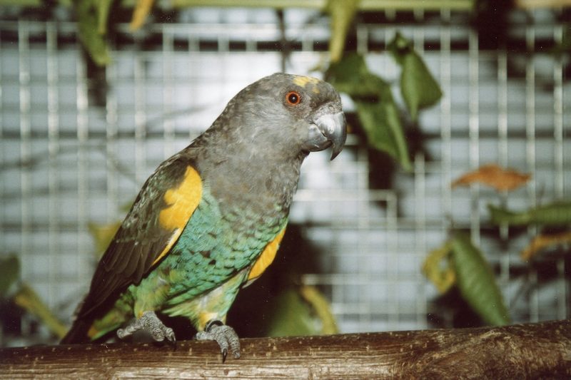 Meyerspapagei: unterwegs in der afrikanischen Savanne