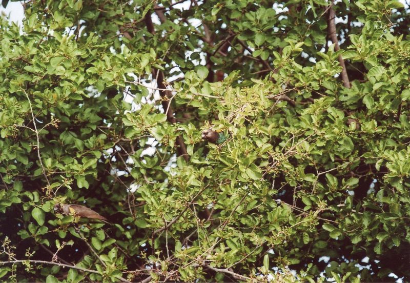 Meyerspapagei: unterwegs in der afrikanischen Savanne