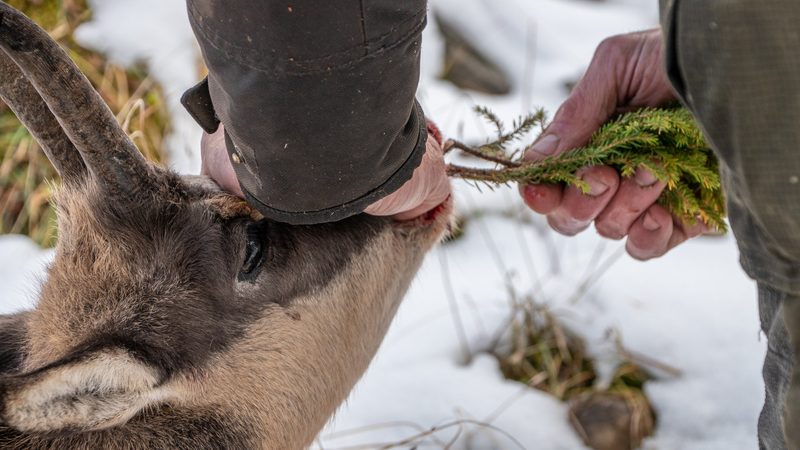 «Für den Wolf gibt es noch Hoffnung»: Filmemacher Mario Theus über die Jagd und die Welt