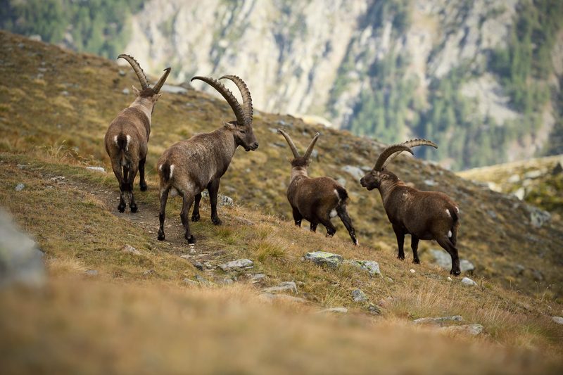 Neue Steinwildkolonie am Stockhorn
