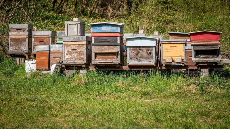 Bienen sollen vor dem Kleinen Beutenkäfer geschützt werden