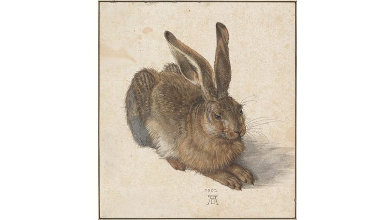 Feldhase von Albrecht Dürer