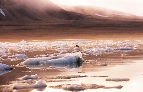 Eisbär im Wasser