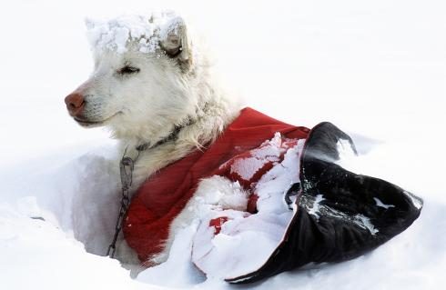 Hund im Schnee