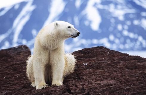 Eisbär