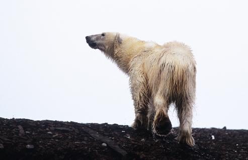 Eisbär im Schnee