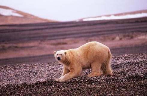 Eisbär in arktischer Landschaft