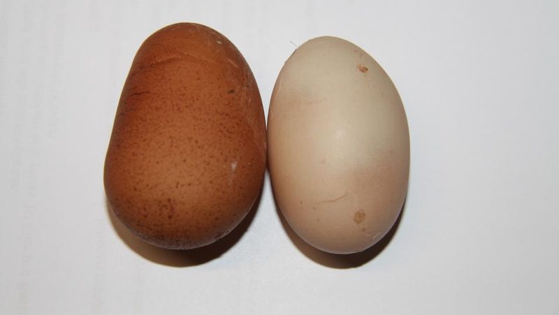 Deformierte Eier