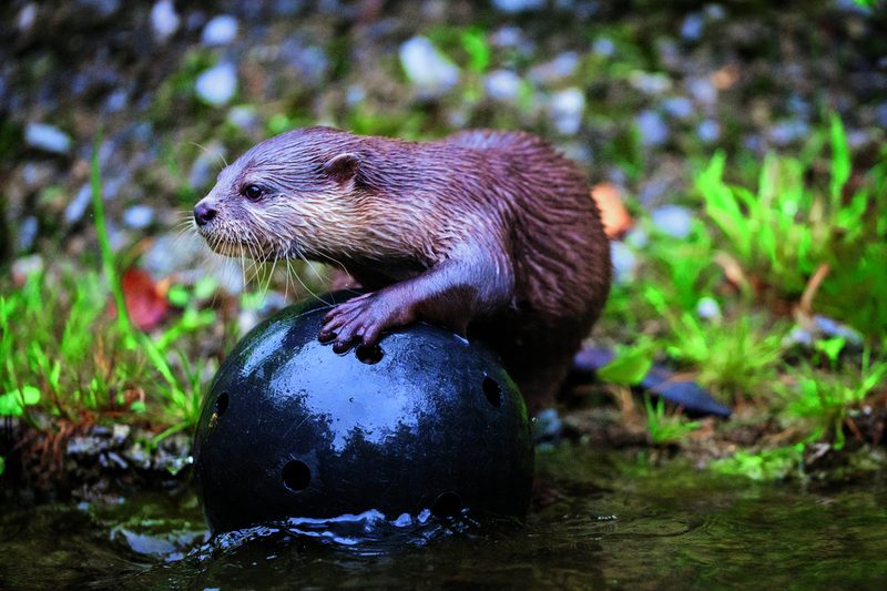 Zwergotter mit Ball