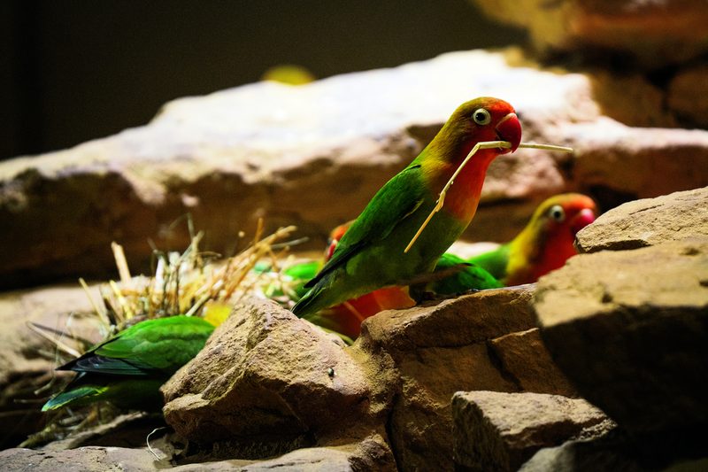 In der Natur in der Savanne Tansanias? Nein, Pfirsichköpfchen im Savannenhaus des Walter Zoos fliegen auf Steine und beschäftigen sich mit natürlichen Materialien.