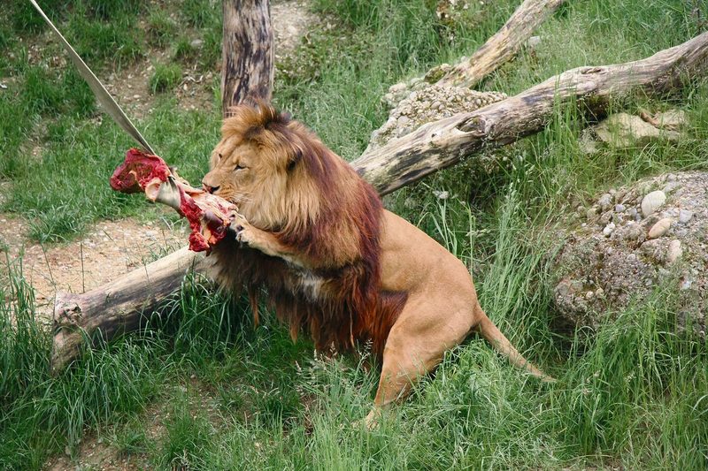 Der Berberlöwe reisst Fleisch.
