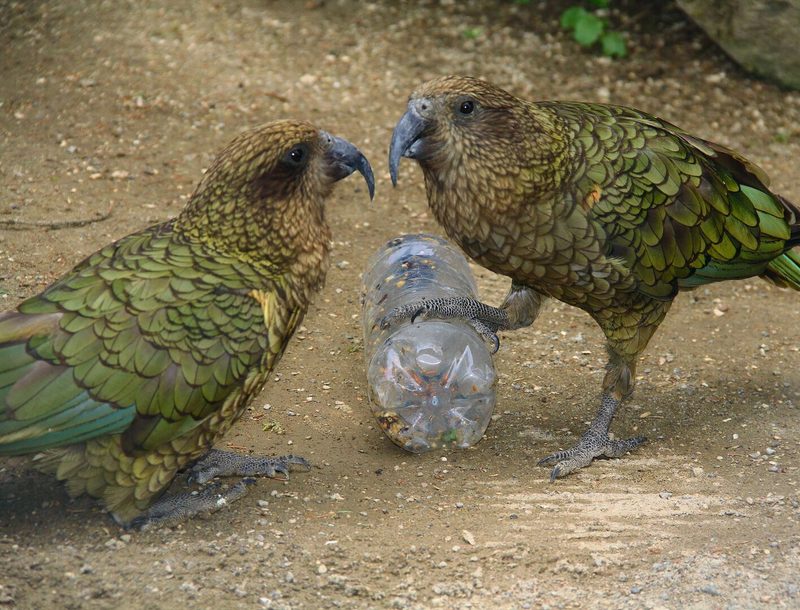 Zwei Keas aus Neuseeland klauben Quellfutter aus der Flasche.